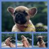 French Bulldogs 2000-2500 beautiful Fawn