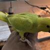 Indian ringneck