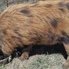 Purebred Kune Kune Boars 🐷
