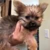 Beautiful Male TeaCup  Yorkie - CKC