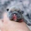 AKC French Bulldog Blue Fawn Male