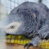 Congo African Grey Super Sweet