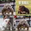 Exotic bully puppies