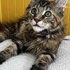 Female Maine Coon Kitten
