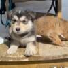 Husky mixes 