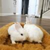 Adorable Baby Rex Bunny/Rabbit for sale