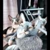 SPHYNX KITTENS AVAILABLE