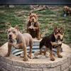 AMERICAN XL BULLY