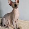 Adorable Male Sphynx Kitten