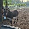Livestock Guardian Jack Donkey - $1,000 - (Rockingham NC)