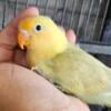 Lovebird fischer babies 1 left