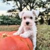 ADORABLE Mini Schnauzer Puppies