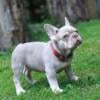 AKC Lincoln French bulldog puppy