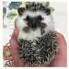 BABY HEDGEHOGS - AVAILABLE NOW MUST SEE