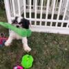 2 male 7 month shih tzu puppies AKC