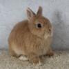 Purebred Netherland Dwarf Bunny Rabbit Fawn Doe