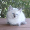 Ragdoll Kitten Kittens Female Blue Lilac Point Pointed Colorpoint White Mitted For Sale Purebred Tica Home Raised