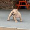 American Bully puppies