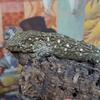 Gt leachianus giant gecko hatchlings
