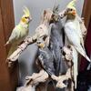 Hand Raised Cockatiels in Macomb, MI