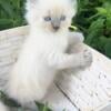 ragdoll  kitten yellow boy