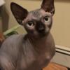 Lavender Male Sphynx Cat for Stud