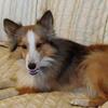 Male sable Shelty 26 months old, mini 15 lb