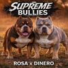 American bully pocket abkc