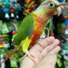 Young and tamed conure birds looking for a loving home