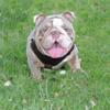 Akc English Bulldog