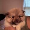 Pomeranians located in Lex Ky