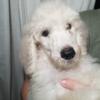 Standard Poodle (AKC) puppies