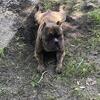 Mom and Dad American Bully Dax line