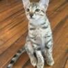 Savannah cats/kittens