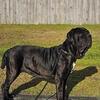 AKC NEAPOLITAN MASTIFF