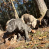 Weimaraner Puppies