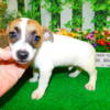 Jack Russell  Babies   Short Legged.