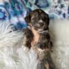 Shih Poo Puppies in Central FL