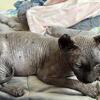 Sincee Sphynx available