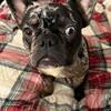 French Bulldog Puppy