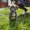 Amazing Brindle Cane Corso puppy  available