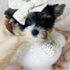 Yorkies, Maltese, French Bulldogs, Chihuahuas, Pugs, Boston Terriers, Yorkies, Toy Poodles, Morkies, Pomeranians