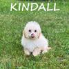 Kindall Female Teddy Bear Puppy