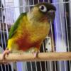 Yellowsided Green Cheek Conure for sale