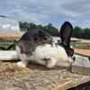 Flemish giants