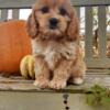 Introducing Tilly, the adorable Cockapoo puppy, born on July 30th 2024!