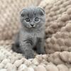 Scottish fold 