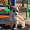 Small Terrier Mix
