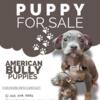 American Bully puppies