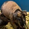 Unique ww skinny pig boar pups!